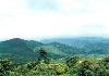 Tea plantation facing the resort